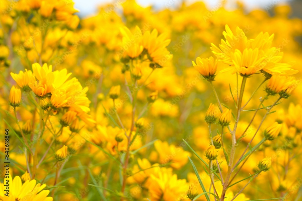 field of yellow flowers field of yellow flowers
