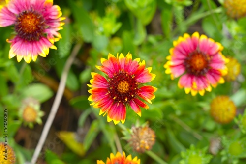 red and yellow flowers