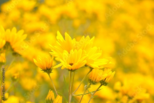 yellow flower background