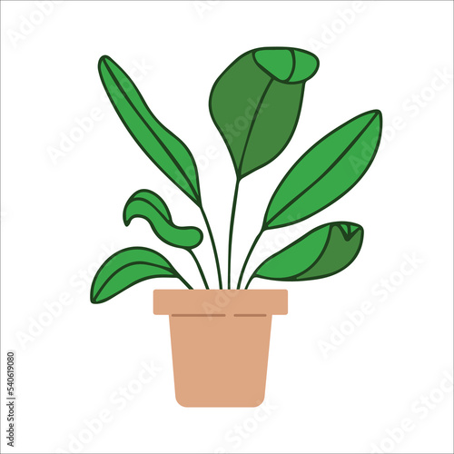 Fresh green ficus with pot.House plant growing in pot.Home and office interior decoration. Foliage indoor decor in flowerpot. Flat vector illustration isolated on white background. 