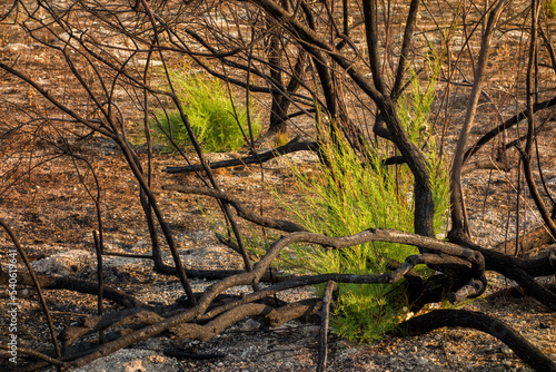 Tree reborn after a fire.New shoots rising from the ashes.