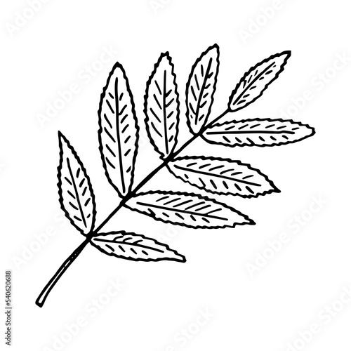 rowan leaf hand drawn in doodle style. icon, sticker, decor element. © Ирина Самойлова
