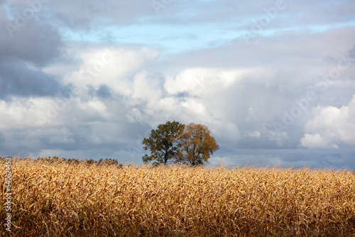 Fototapeta Naklejka Na Ścianę i Meble -  Jesienny krajobraz wsi na Podlasiu, 