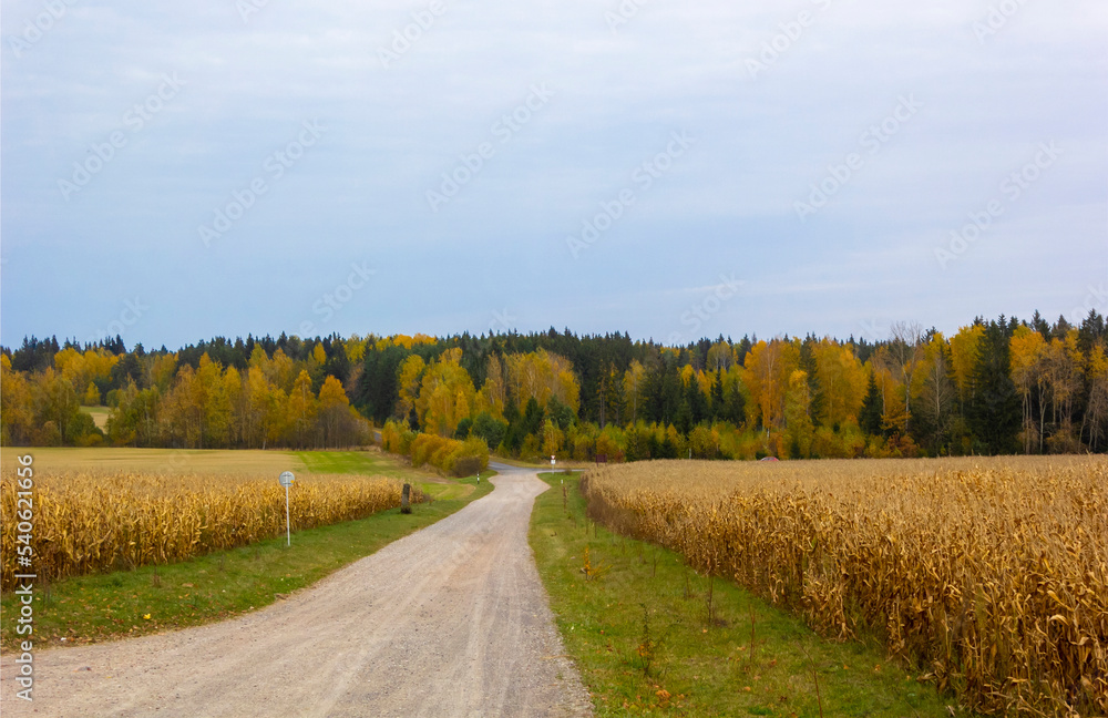 Naklejka premium Autumn forest nature. Landscape of nature with a field of corn along the road and a forest out of focus. Blurred landscape