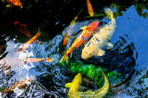 Obraz na plátně Koi fish swim artificial ponds with a beautiful background