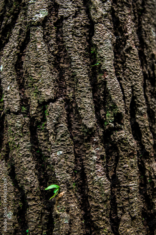 Obraz premium tree texture