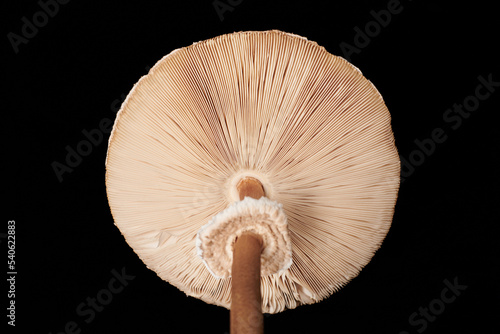 Big agaric gills cap of macrolepiota procera parasol mushroom isolated on black background, brown mushroom with high stripe. Edible parasol mushroom with ring around stipe, natural vegetarians diet photo