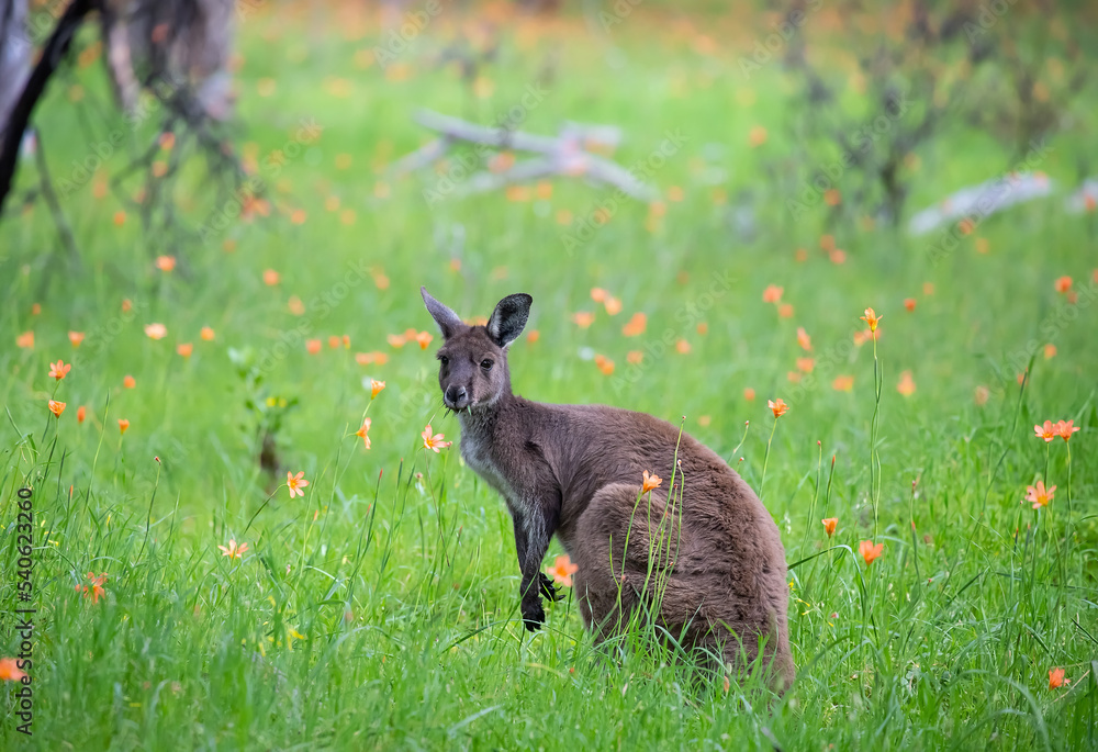 Fototapeta premium Cute wild kangaroo is grazing on the green grass meadow with flowers, Australian wildlife