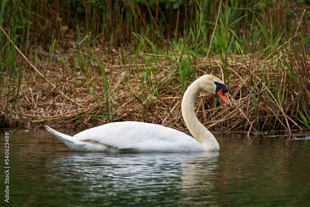 Obraz premium swan swimming on the danube river in the autumn