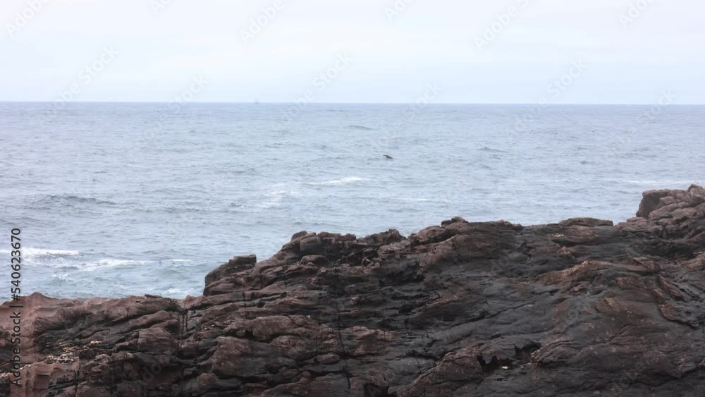 A Baleen whale dives down into the water showing his tail off a rocky coastline in southern Australia.