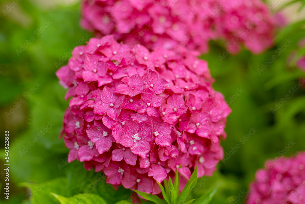 Close Up Light Pink Hortensia Fresh Flowers Blur Background.