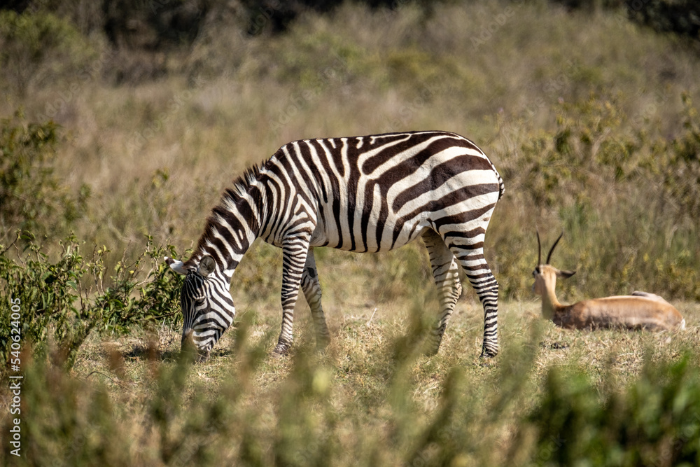 Obraz premium Zebra grazing by an Impala in Hell's Gate National Park, Kenya