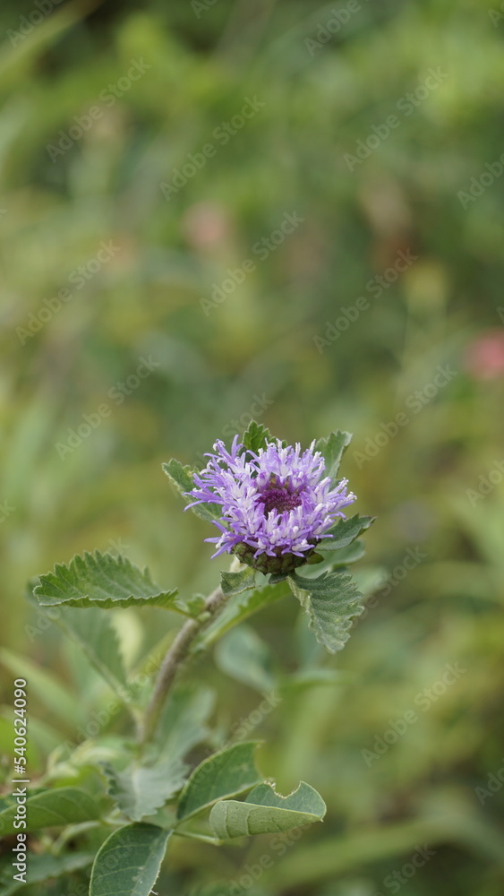 Closeup of beautiful flowers of Centratherum punctatum also known as lark daisy and Brazilian Button Flower. Closeup of beautiful flowers of Centratherum punctatum also known as lark daisy and Brazilian Button Flower.
