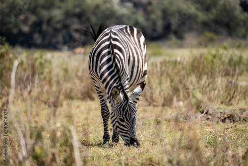 Zebra grazing in Hell s Gate National Park  Kenya