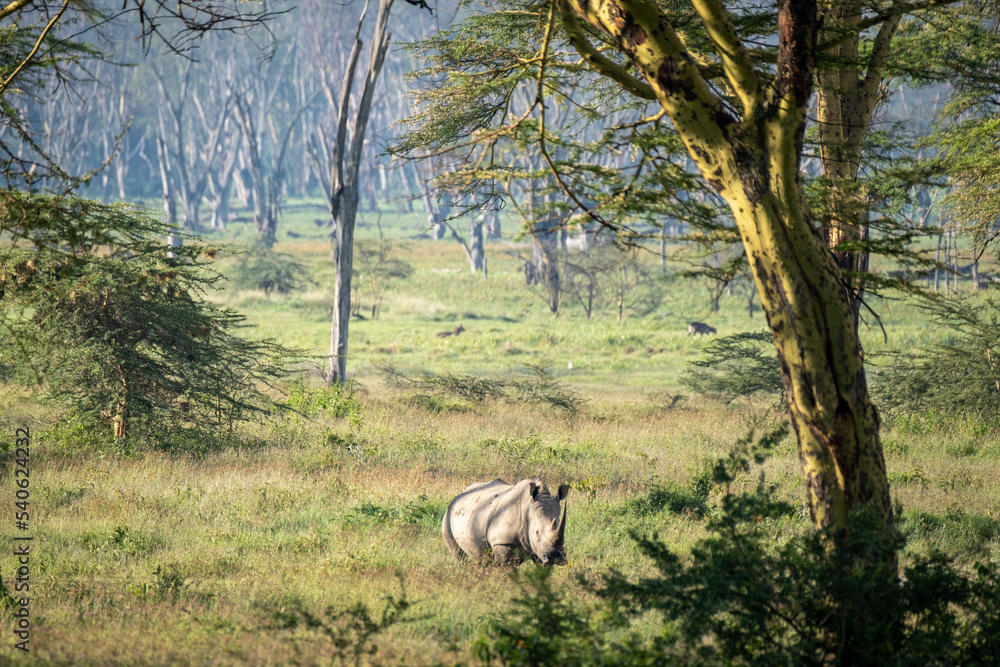 Lone Black Rhinoceros in Lake Nakuru National Park, Kenya