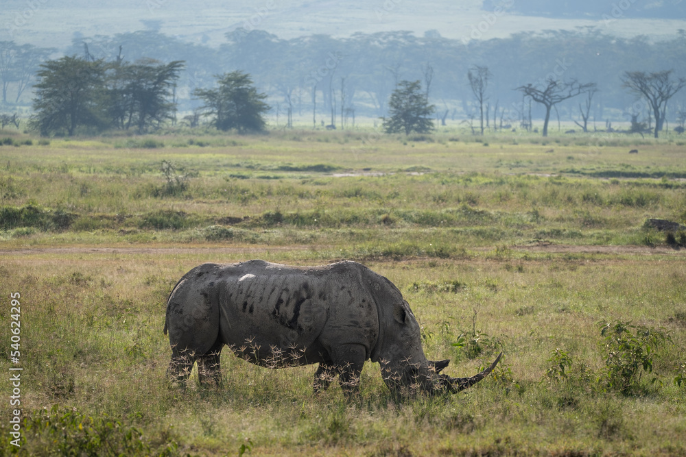 Black Rhino grazing in Lake Nakuru National Park, Kenya