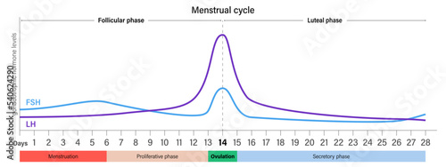 Level graph gonadotrophic hormone in the blood of the menstrual cycle. FSH and LH.