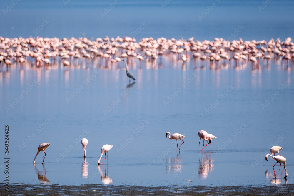 Pink flamingos foraging on the shores of Lake Nakuru National Park, Kenya