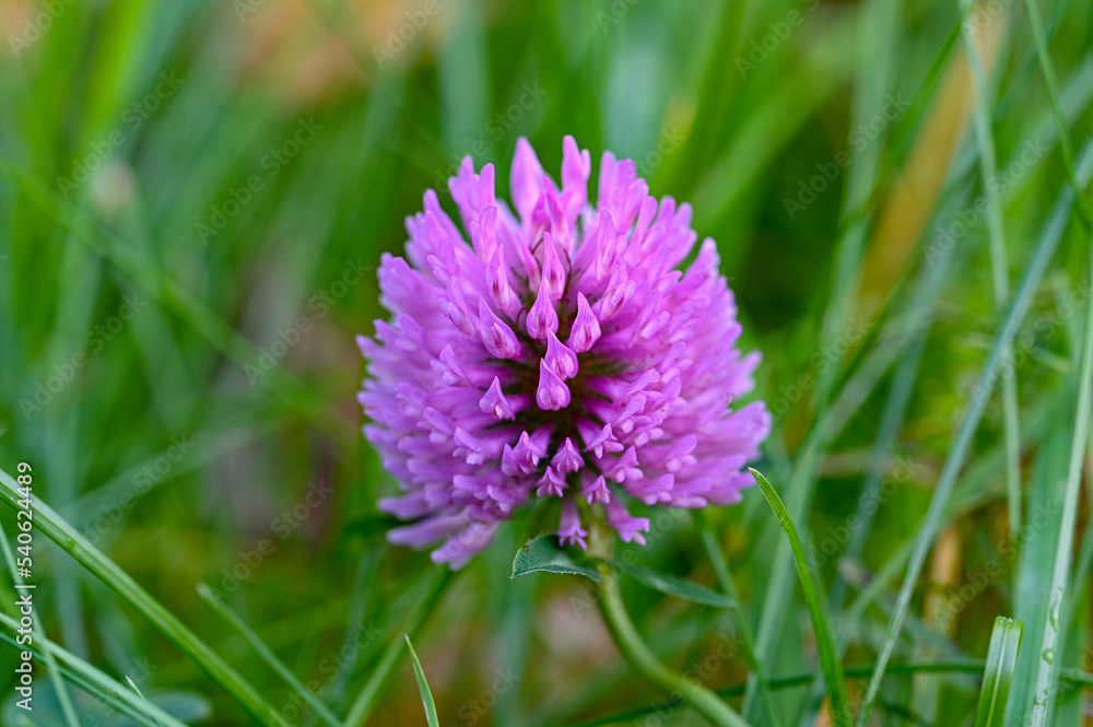 Fototapeta premium close up of purple litte flower in grass