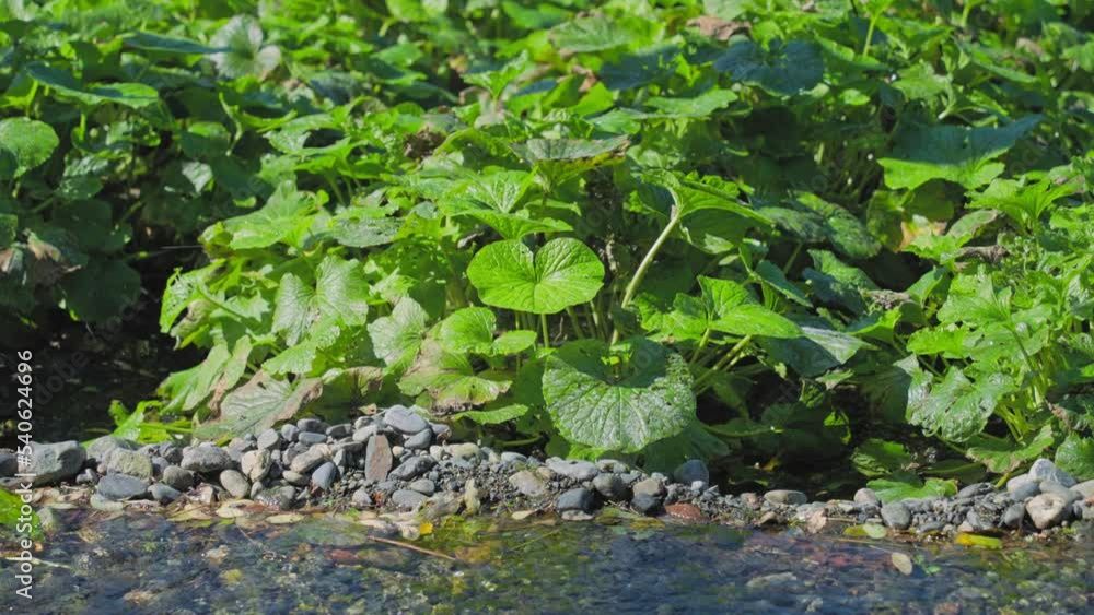 わさび農園の風景