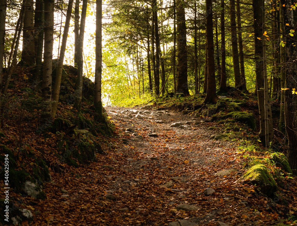 Fototapeta premium path in the woods at autumn