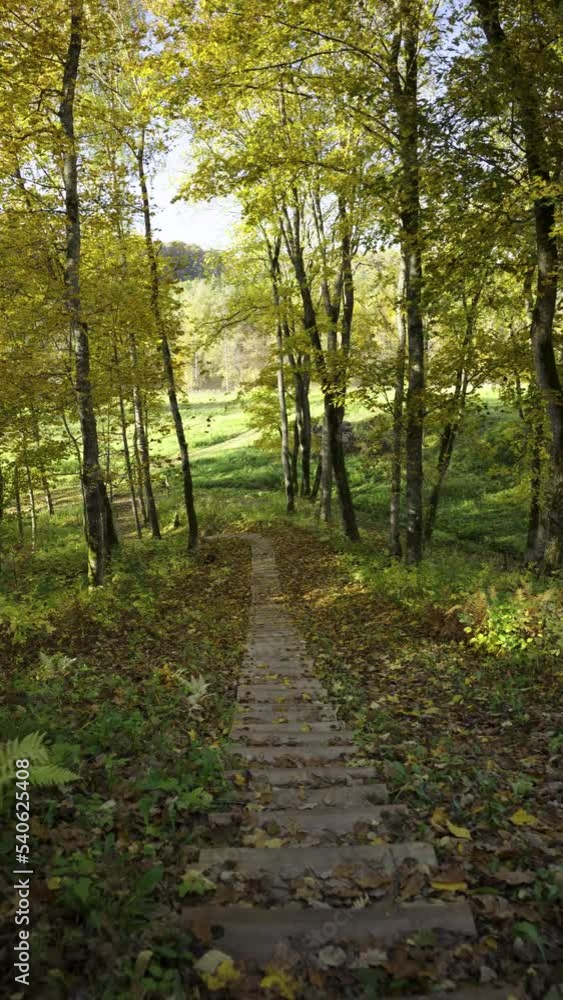 Autumn walk along the trail in the Gauja National Park. Yellow leaves on trees and grass. Hiking trails for active walks. Sigulda, Latvia. Vertical video Autumn walk along the trail in the Gauja National Park. Yellow leaves on trees and grass. Hiking trails for active walks. Sigulda, Latvia. Vertical video