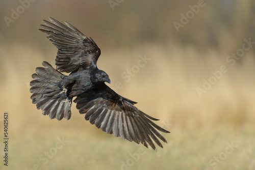 A black big bird lands on a meadow with wings spread, Common Raven © Rafa