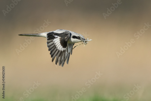 Collecting material for the nest, Great Grey Shrike