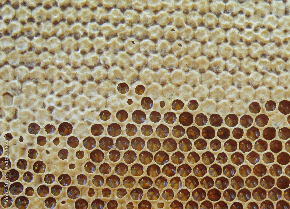 Beautiful photo  texture of a section of wax honeycomb from a bee hive filled with golden honey Organic natural background   Beekeeping concept