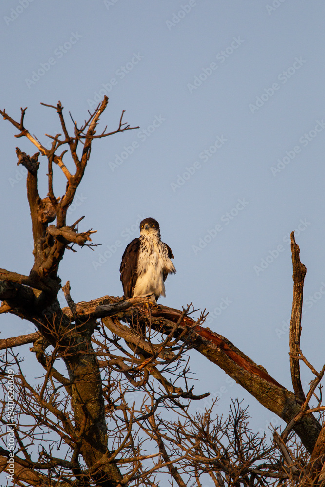 African Hawk-eagle sitting on a branch in the early morning light in the Masai Mara, Kenya African Hawk-eagle sitting on a branch in the early morning light in the Masai Mara, Kenya