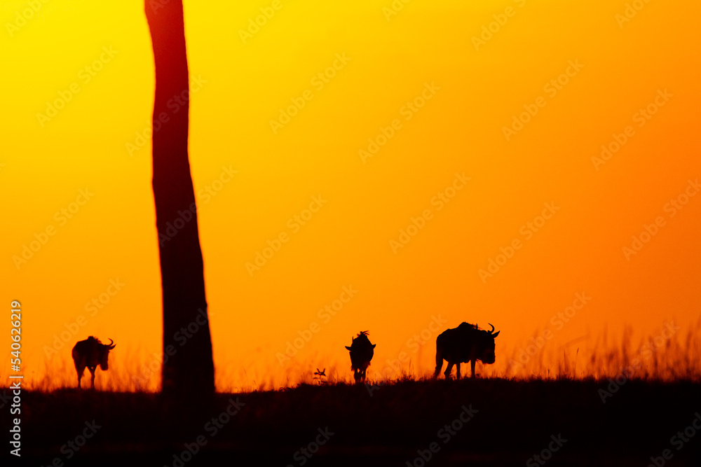Sunset on the vastness of the Masai Mara in Kenya