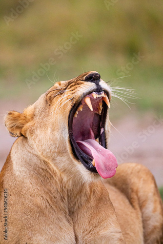 Fototapeta Naklejka Na Ścianę i Meble -  Young lioness yawns and relaxes in the Masai Mara, Kenya