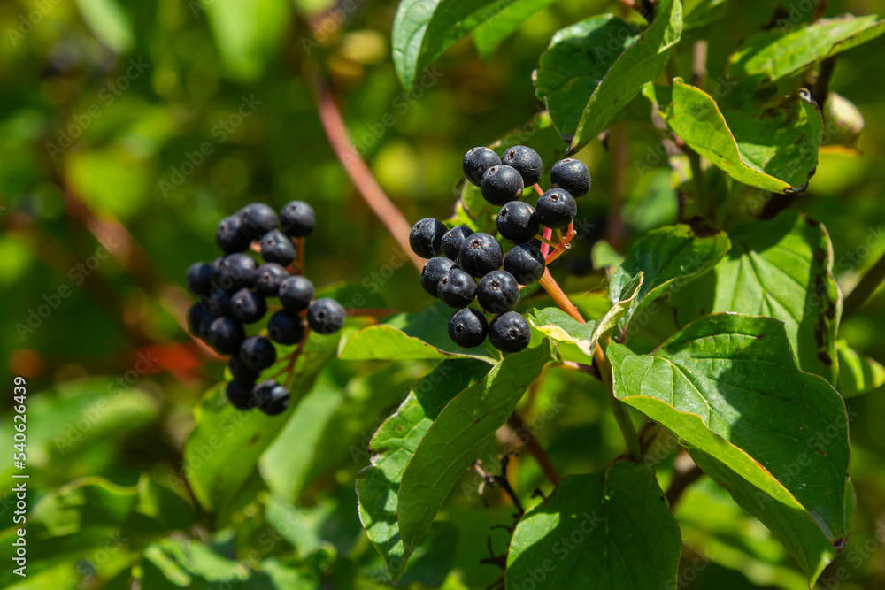 Cornus sanguinea is a perennial plant of the sod family. A tall shrub with small flowers and black inedible berries. Turf-well is grown as an ornamental plant Cornus sanguinea is a perennial plant of the sod family. A tall shrub with small flowers and black inedible berries. Turf-well is grown as an ornamental plant