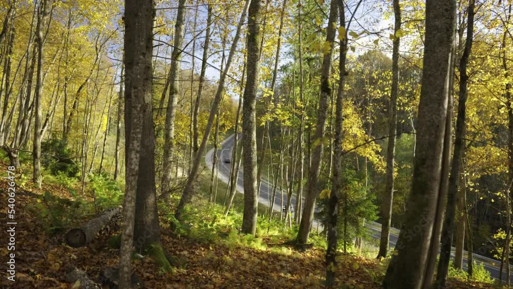 Autumn walk along the trail in the Gauja National Park. Yellow leaves on trees and grass. A wooden staircase descends to the highway. Hiking trails for active walks. Sigulda, Latvia Autumn walk along the trail in the Gauja National Park. Yellow leaves on trees and grass. A wooden staircase descends to the highway. Hiking trails for active walks. Sigulda, Latvia