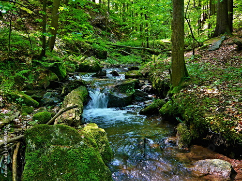 Czechia - view of a stream in the forest