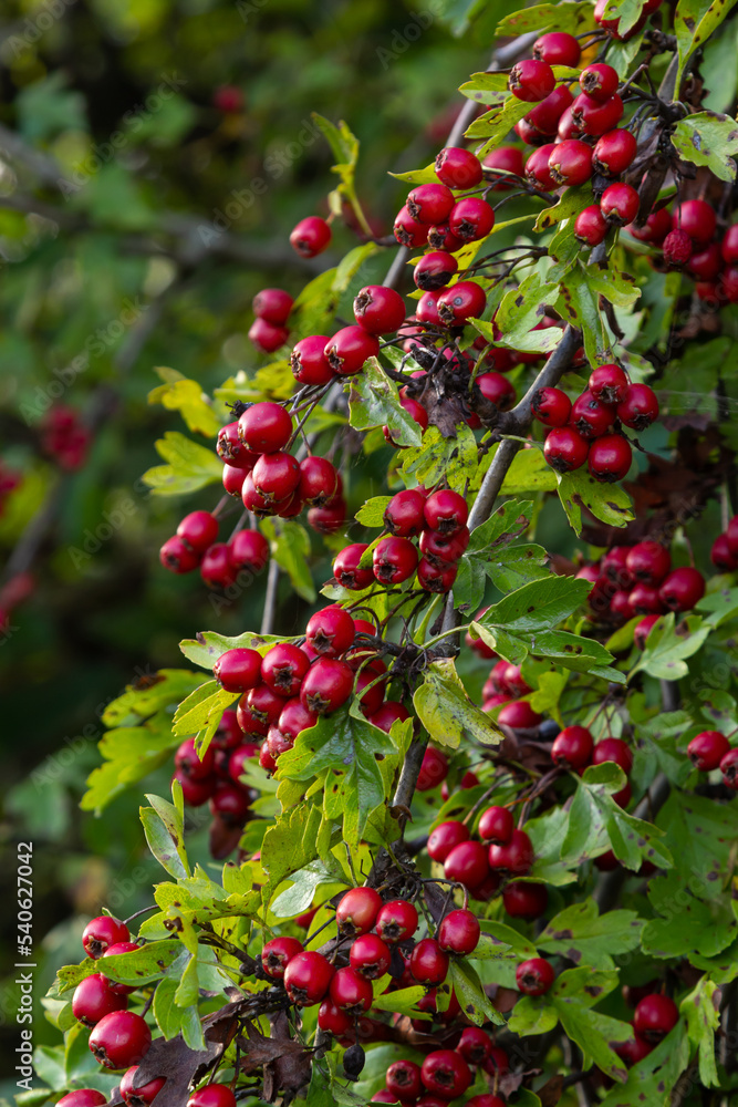 Hawthorn with red fruit, Crataegus monogyna, . Natural beautiful background Hawthorn with red fruit, Crataegus monogyna, . Natural beautiful background
