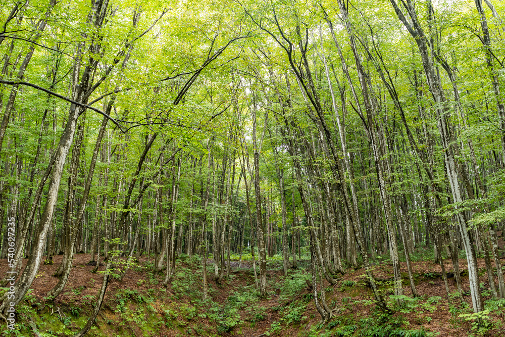Obraz premium ブナの森
