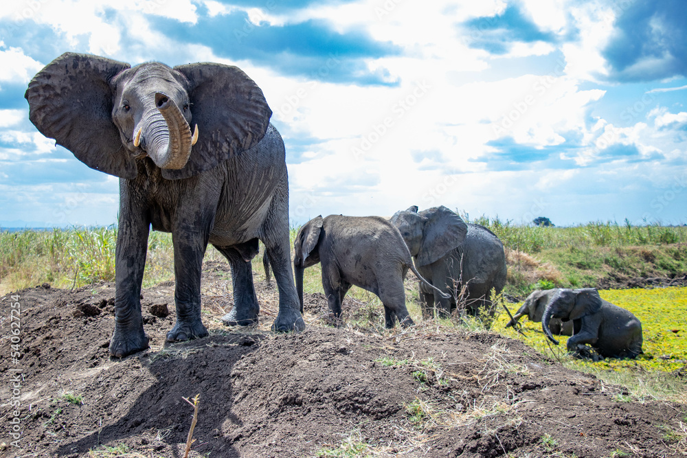 Fototapeta premium elephant avec sa troupeau, park de mikumi en Tanzanie