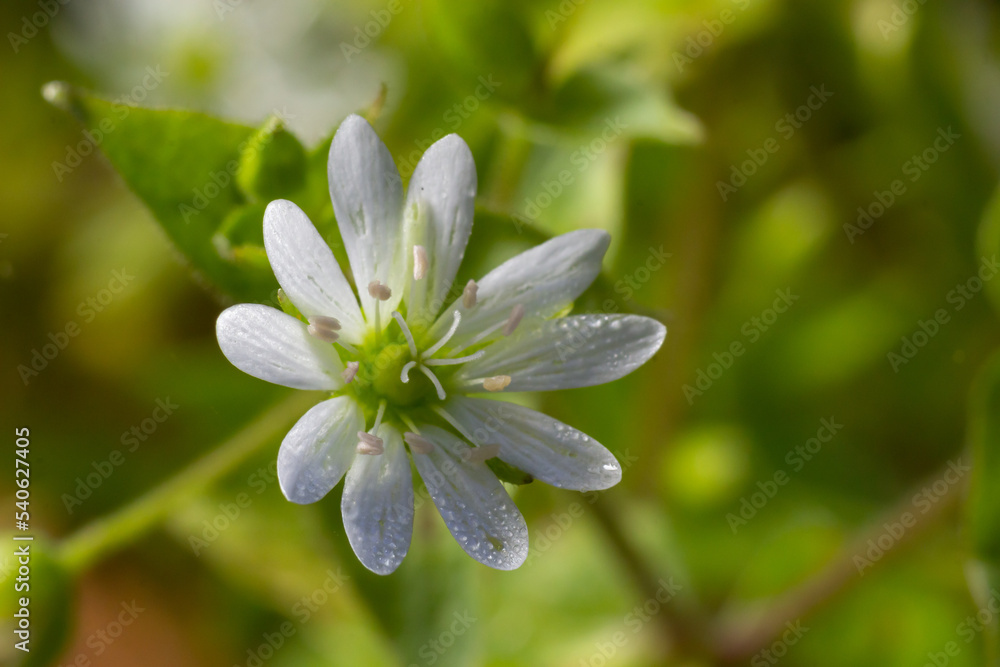 Obraz premium common chickweed, Stellaria media, white bloom with green blurred background