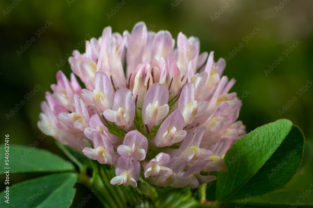 Trifolium pratense, red clover. Collect valuable flowers fn the meadow in the summer. Medicinal and honey-bearing plant, fodder and in folk medicine medically sculpted wild herbs Trifolium pratense, red clover. Collect valuable flowers fn the meadow in the summer. Medicinal and honey-bearing plant, fodder and in folk medicine medically sculpted wild herbs
