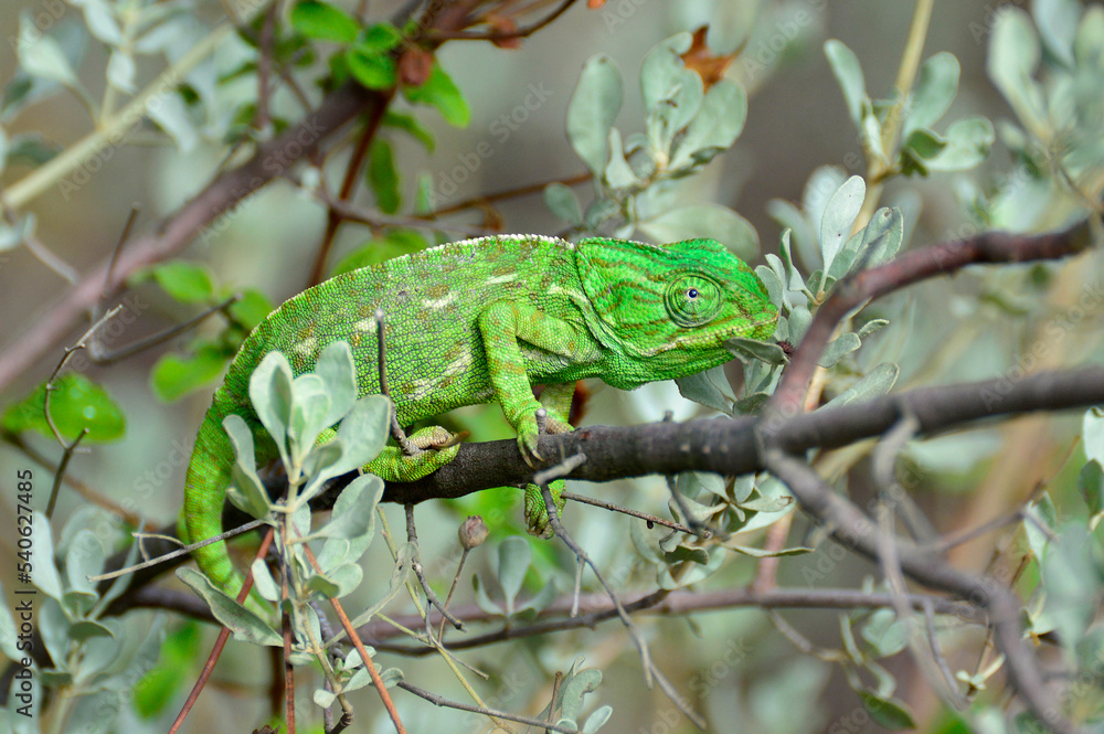 Fototapeta premium chameleon on a branch