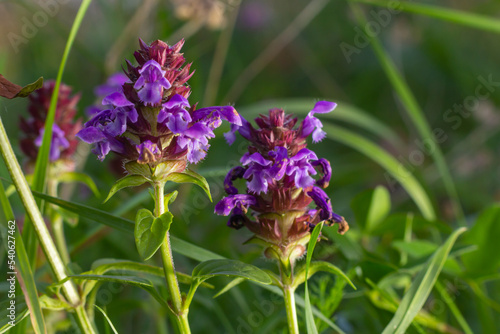 Beautiful prunella vulgaris are growing on a green meadow. Live nature