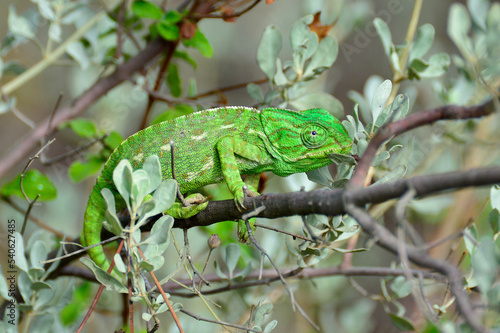 chameleon on a branch