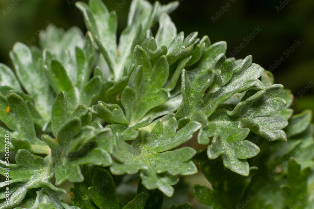Wormwood green grey leaves background. Artemisia absinthium absinthium, absinthe wormwood green gray plant, close up macro, top view Wormwood green grey leaves background. Artemisia absinthium absinthium, absinthe wormwood green gray plant, close up macro, top view