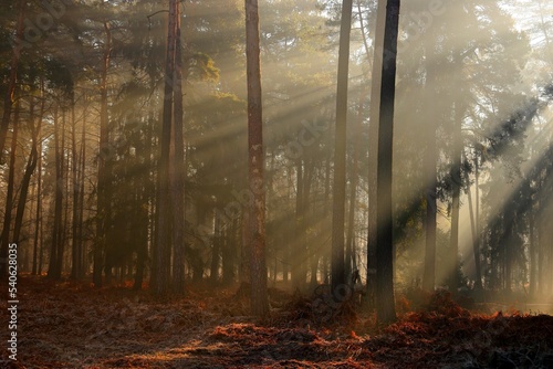 The morning sun illuminates the autumn forest. October. Poland.