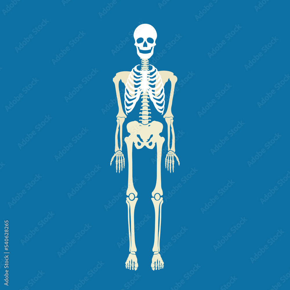 Human skeleton, illustration, vector, cartoon