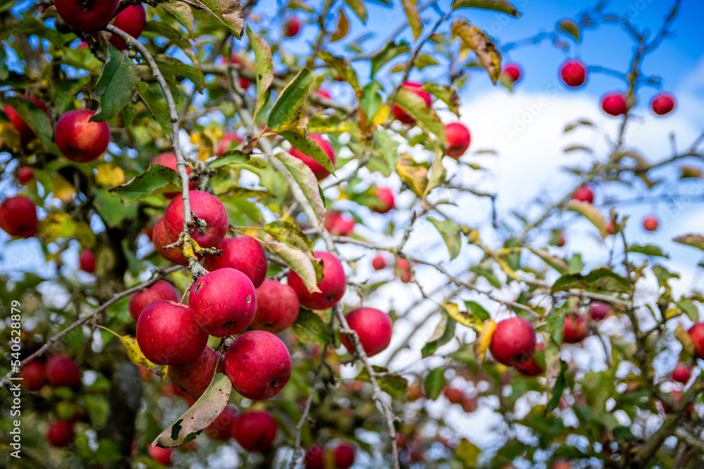 Pommes rouges mures en gros plan dans le pommier sur fond de ciel bleu Pommes rouges mures en gros plan dans le pommier sur fond de ciel bleu