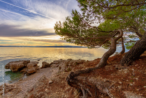 tree on the shore
