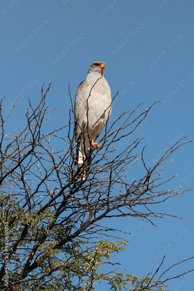 Fototapeta premium Autour chanteur, .Melierax canorus, Pale Chanting Goshawk