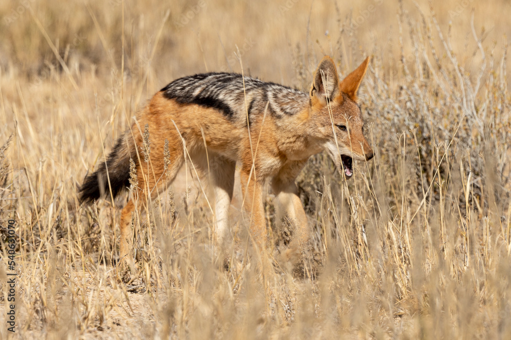 Chacal à chabraque, Canis mesomelas, Afrique Chacal à chabraque, Canis mesomelas, Afrique